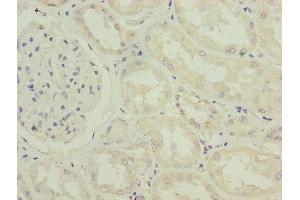 Immunohistochemistry of paraffin-embedded human kidney tissue using ABIN7156655 at dilution of 1:100 (IFI44 抗体  (AA 101-300))