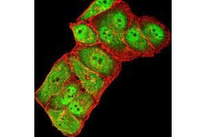 Immunofluorescence analysis of Hela cells using GRIK3 mouse mAb (green). (GRIK3 抗体  (AA 32-173))