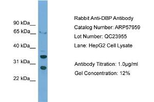WB Suggested Anti-DBP  Antibody Titration: 0. (DBP 抗体  (C-Term))
