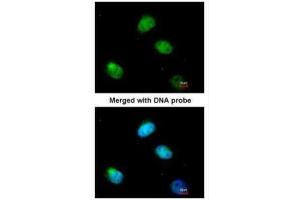 ICC/IF Image Immunofluorescence analysis of paraformaldehyde-fixed HeLa, using PCBP2, antibody at 1:200 dilution. (PCBP2 抗体  (C-Term))