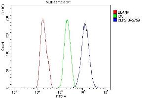 Flow Cytometry analysis of PC-3 cells using anti-CLK2 antibody (ABIN7600043). (CLK2 抗体  (AA 140-496))