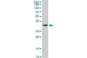 KCNRG MaxPab polyclonal antibody. (KCNRG 抗体  (AA 1-272))