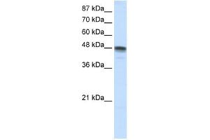 RBMS3 antibody used at 1. (RBMS3 抗体  (N-Term))