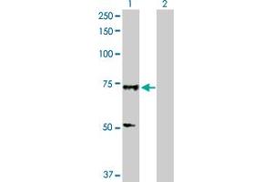 Western Blot analysis of SOX13 expression in transfected 293T cell line by SOX13 MaxPab polyclonal antibody. (SOX13 抗体  (AA 1-622))