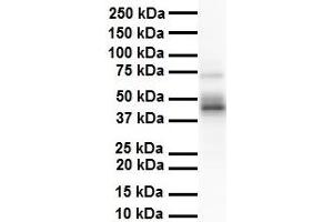 WB Suggested Anti-ENO3 antibody Titration: 1 ug/mL Sample Type: Human heart (ENO3 抗体  (N-Term))