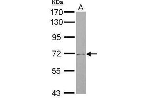 Western Blotting (WB) image for anti-Solute Carrier Family 4, Sodium Bicarbonate Cotransporter, Member 8 (SLC4A8) (N-Term) antibody (ABIN2855611)