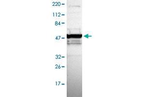 Western blot analysis of Human cell line RT-4 with ZNF764 polyclonal antibody . (ZNF764 抗体)