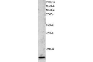 Western Blotting (WB) image for anti-TBP-Like 1 (TBPL1) (C-Term) antibody (ABIN2466392) (TBPL1 抗体  (C-Term))