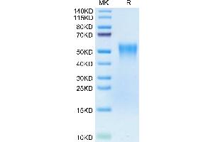 Biotinylated Human TNFR2 on Tris-Bis PAGE under reduced condition. (TNFRSF1B Protein (AA 23-257) (His tag,Biotin))