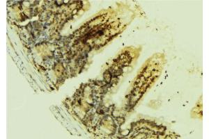 ABIN6269074 at 1/100 staining Mouse colon tissue by IHC-P.