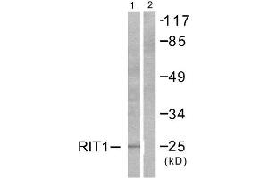 Western Blotting (WB) image for anti-Ras-Like Without CAAX 1 (RIT1) (C-Term) antibody (ABIN1848764) (RIT1 抗体  (C-Term))
