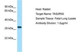 Image no. 1 for anti-Taste Receptor, Type 2, Member 50 (TAS2R50) (AA 187-236) antibody (ABIN6750078) (TAS2R50 抗体  (AA 187-236))