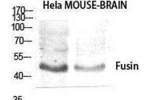 Western Blot (WB) analysis of specific cells using Fusin Polyclonal Antibody. (CXCR4 抗体  (C-Term))