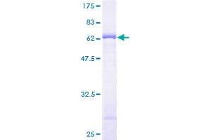 Bystin-Like Protein (BYSL) (AA 1-324) (GST tag)