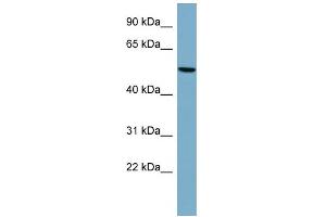 WB Suggested Anti-PRPH Antibody Titration: 0. (Peripherin 抗体  (Middle Region))