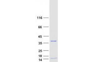 RPA4 Protein (Myc-DYKDDDDK Tag)