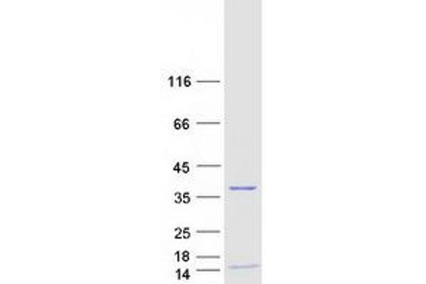 RPA4 Protein (Myc-DYKDDDDK Tag)