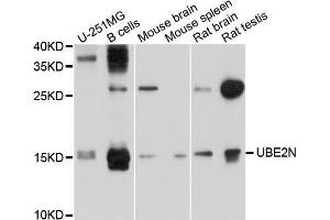 Western blot analysis of extracts of various cell lines, using UBE2N antibody (ABIN5999134) at 1/1000 dilution. (UBE2N 抗体)