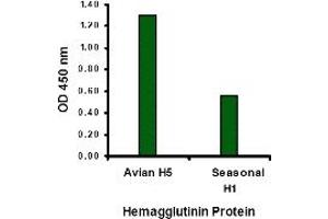 Image no. 2 for anti-Hemagglutinin antibody (Influenza A Virus H5N1) (N-Term) (ABIN1031254) (Hemagglutinin 抗体  (N-Term))