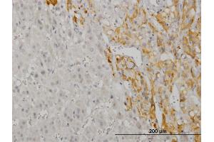 Immunostaining (ISt) image for anti-CAMP Responsive Element Binding Protein 5 (CREB5) (AA 1-99) antibody (ABIN523086)