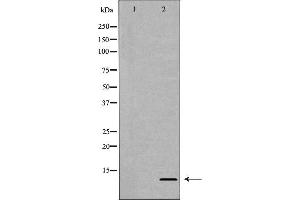 Western blot analysis of extracts of HeLa  using H4R3 me2a antibody. (Histone H4 抗体  (meArg3))