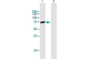 Western Blot analysis of PRMT5 expression in transfected 293T cell line by PRMT5 MaxPab polyclonal antibody. (PRMT5 抗体  (AA 1-637))