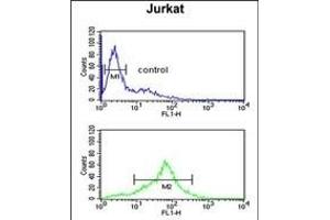 SOD1 Antibody (Center) (ABIN652681 and ABIN2842453) flow cytometric analysis of Jurkat cells (bottom histogram) compared to a negative control cell (top histogram). (SOD1 抗体  (AA 55-84))