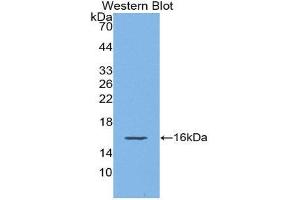 Western Blotting (WB) image for anti-gamma-Interferon-Induced Monokine (CXCL9) (AA 22-126) antibody (ABIN1859827) (CXCL9 抗体  (AA 22-126))