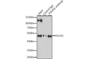 Immunoprecipitation analysis of 200 μg extracts of Jurkat cells, using 3 μg POLR1E antibody (ABIN6131099, ABIN6145912, ABIN6145913 and ABIN6216434). (POLR1E 抗体  (AA 1-419))