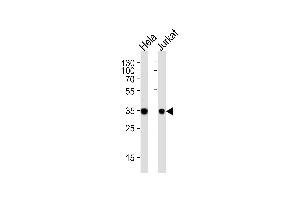 Western blot analysis of lysates from Hela, Jurkat cell line (from left to right), using FRG1 Antibody at 1:1000 at each lane. (FRG1 抗体  (C-Term))
