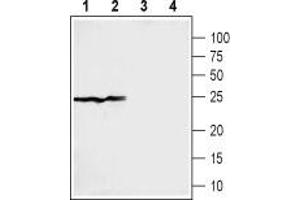 Western blot analysis of rat (lanes 1 and 3) and mouse (lanes 2 and 4) liver membranes: - 1,2. (SIGMAR1 抗体  (C-Term, Intracellular))