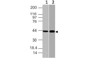 Image no. 1 for anti-Nuclear Factor of kappa Light Polypeptide Gene Enhancer in B-Cells Inhibitor-Like 1 (NFKBIL1) (AA 150-360) antibody (ABIN5027392) (NFKBIL1 抗体  (AA 150-360))