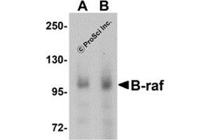 Western Blotting (WB) image for anti-Small Nuclear Ribonucleoprotein Polypeptide E (SNRPE) (Middle Region) antibody (ABIN1030878) (SNRPE 抗体  (Middle Region))