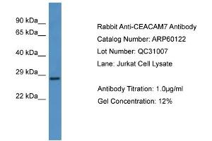 WB Suggested Anti-CEACAM7  Antibody Titration: 0. (CEACAM7 抗体  (N-Term))