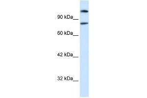 SREBF2 antibody (70R-10518) used at 1 ug/ml to detect target protein. (SREBF2 抗体  (Middle Region))
