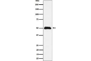anti-BRCA1-A Complex Subunit Abraxas 1 (ABRAXAS1) antibody