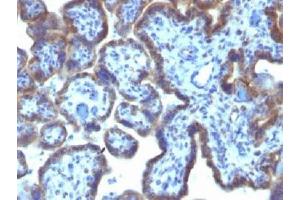IHC testing of FFPE human placenta with MAML3 antibody (clone MAML3/1303). (MAML3 抗体)