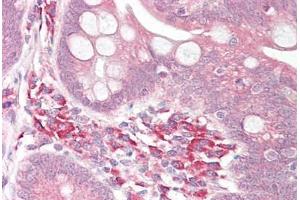 Anti-USP7 antibody IHC staining of human small intestine. (USP7 抗体  (AA 1050-1100))