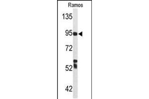 Western blot analysis of C7 Antibody in Ramos cell line lysates (35ug/lane) (C7 抗体  (AA 375-403))