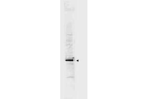 Anti-Cyclin L2a Antibody - Western Blot. (Cyclin L2 抗体  (AA 309-384))