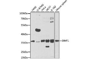 Western blot analysis of extracts of various cell lines, using DIMT1 antibody (ABIN2562220) at 1:1000 dilution. (DIMT1 抗体)