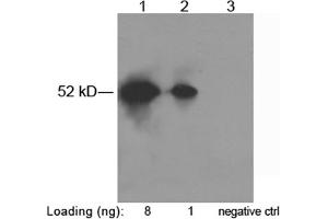Lane 1-2: S-tag fusion protein in CHO cell lysate (~52kD) Lane 3: Negative CHO cell lysate Primary antibody: 1 µg/mL Rabbit Anti-S-tag Polyclonal Antibody (ABIN398447) Secondary antibody: Goat Anti-Rabbit IgG (H&L) [HRP] Polyclonal Antibody (ABIN398323, 1: 10,000) The signal was developed with LumiSensorTM HRP Substrate Kit (ABIN769939) (S-Tag 抗体)