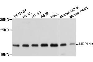 Western blot analysis of extracts of various cell lines, using MRPL13 antibody (ABIN1877008) at 1:1000 dilution. (MRPL13 抗体)