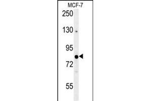 OXR1 Antibody (Center) (ABIN653547 and ABIN2842931) western blot analysis in MCF-7 cell line lysates (35 μg/lane). (OXR1 抗体  (AA 596-625))