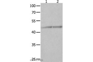 Western blot analysis of Jurkat and K562 cell , using NCK1 Polyclonal Antibody at dilution of 1:600 (NCK1 抗体)