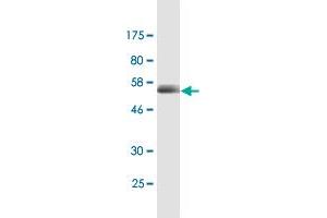Western Blot detection against Immunogen (56. (CD320 抗体  (AA 1-282))