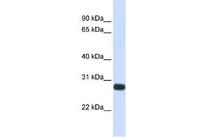 Western Blotting (WB) image for anti-serine Peptidase Inhibitor, Kunitz Type, 2 (SPINT2) antibody (ABIN2459311) (SPINT2 抗体)