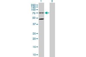 Western Blot analysis of WDR79 expression in transfected 293T cell line by WDR79 MaxPab polyclonal antibody. (WRAP53 抗体  (AA 1-548))
