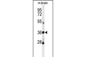 Western blot analysis of DDO Antibody (Center) (ABIN650991 and ABIN2840026) in mouse brain tissue lysates (35 μg/lane). (DDO 抗体  (AA 102-130))