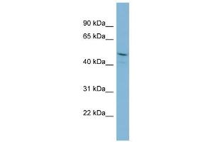 PPIL2 antibody used at 1 ug/ml to detect target protein. (PPIL2 抗体)